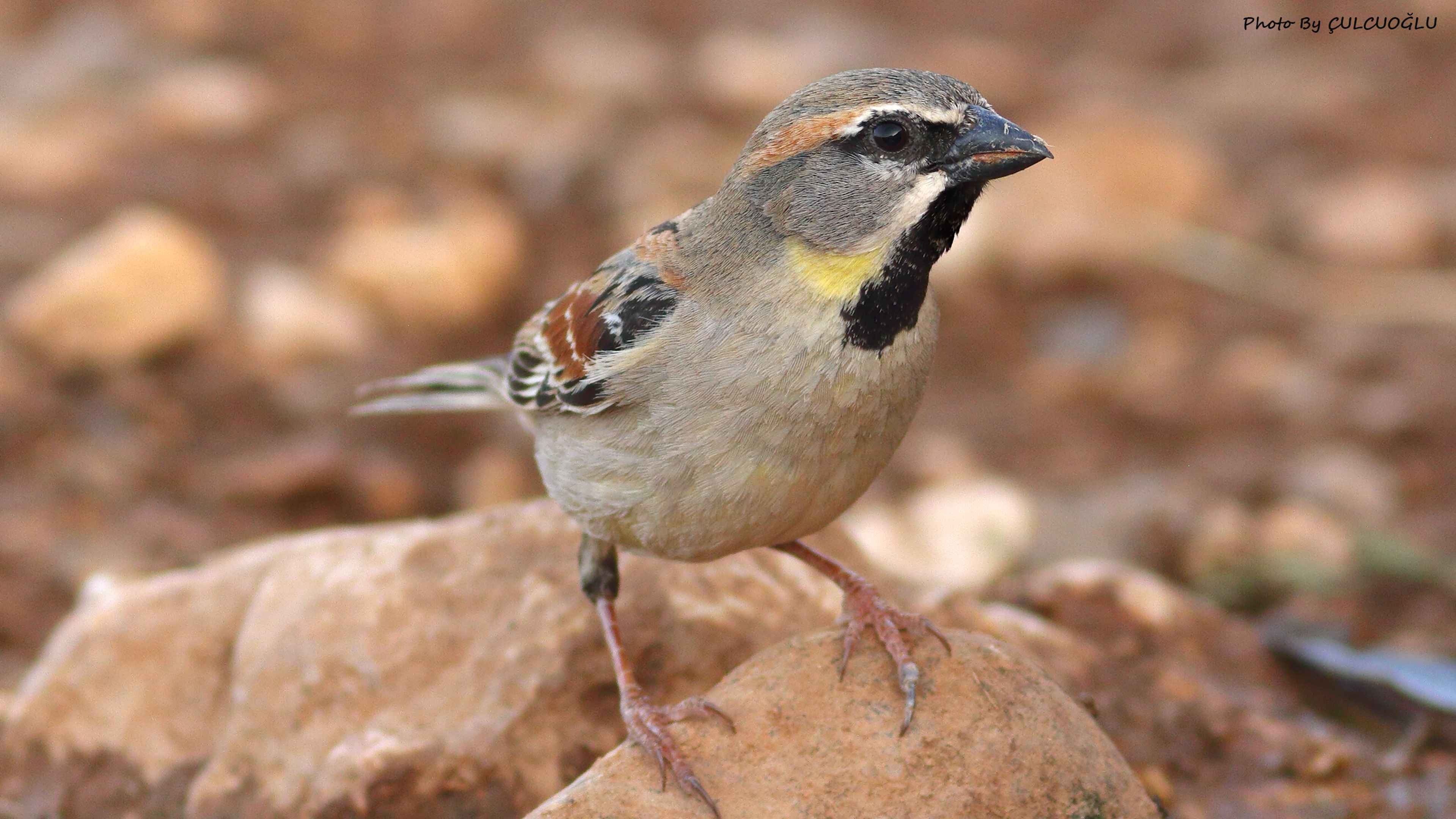 Dead Sea Sparrow
